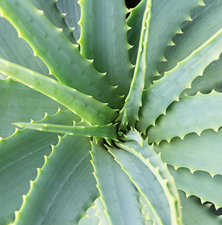 Aloes – poznaj na nowo wielozadaniową roślinę